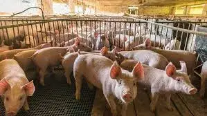 Commercial swine barn with pigs - Agralink swine alarm monitoring system