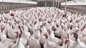 Commercial turkey house with turkeys - Agralink turkey alarm monitoring system